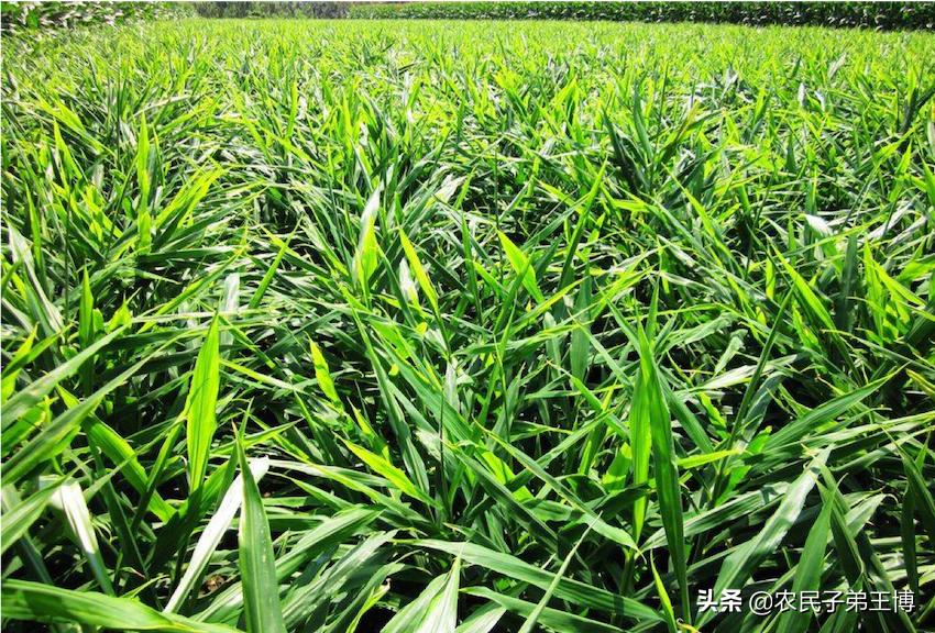 大姜立枯病的症状原因及防治方法,大姜预防死棵的最佳时间