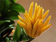 臻香精油随心配｜柑橘类精油中的CP