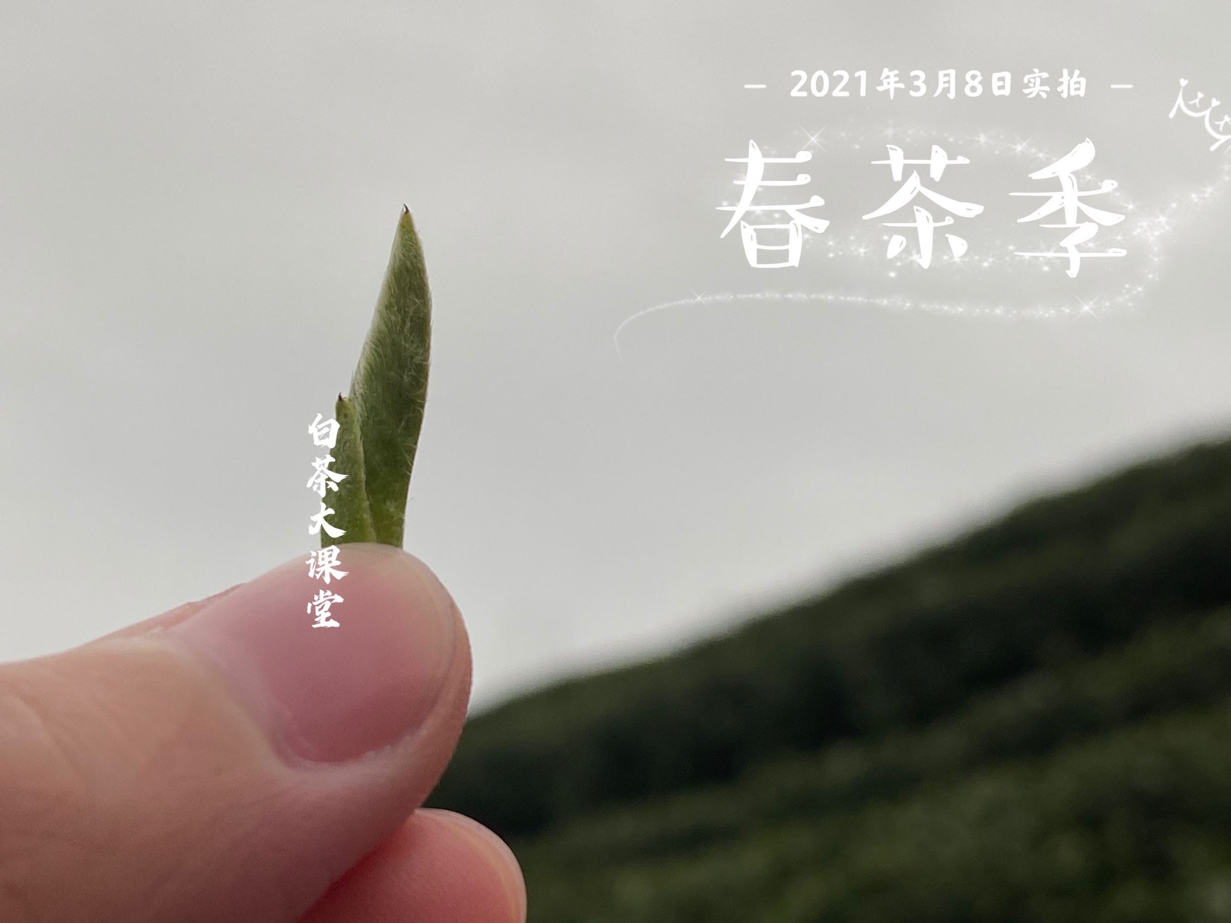 茶友们所热捧的老白茶究竟是什么,为什么有的白茶怎么泡都不苦涩