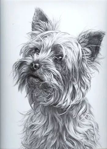 素描动物入门知识,素描动物简单入门教程狗