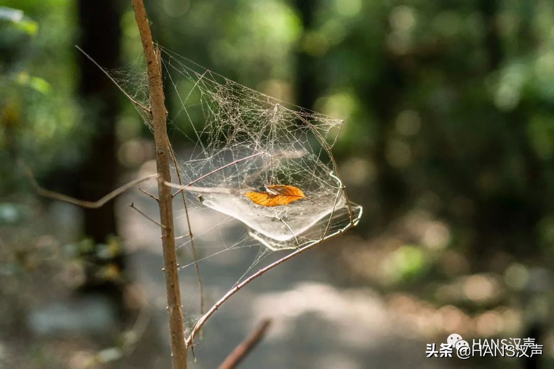 又想骗我吃火锅！集渔杀到武昌，6.8折还送6个LV