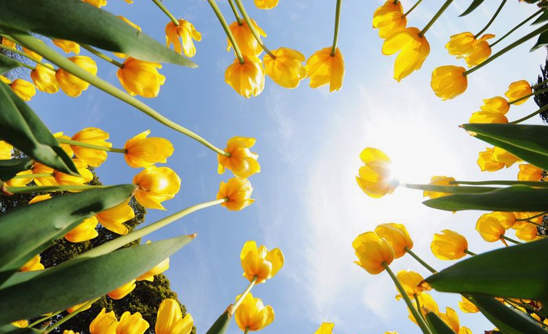 为看郁金香飞一趟荷兰？无锡人说：别傻了！来无锡梅园吧