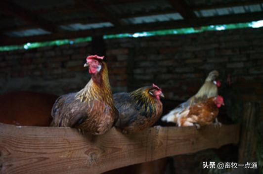 肉鸡的发育特点你知道吗？