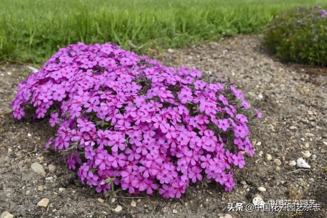 全球知名育种商网上推新品——TerraNova、ProvenWinners|环球