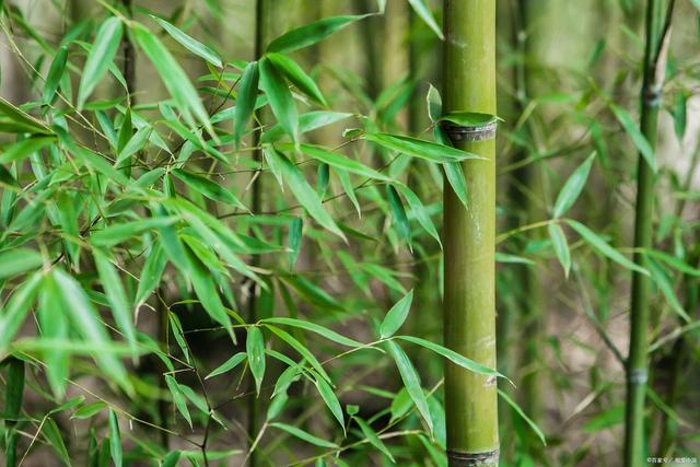 关于熊猫吃竹子的诗句,熊猫吃竹子的诗句