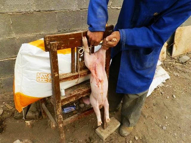 公猪的处理方法和注意事项,公猪常见疾病及治疗方法