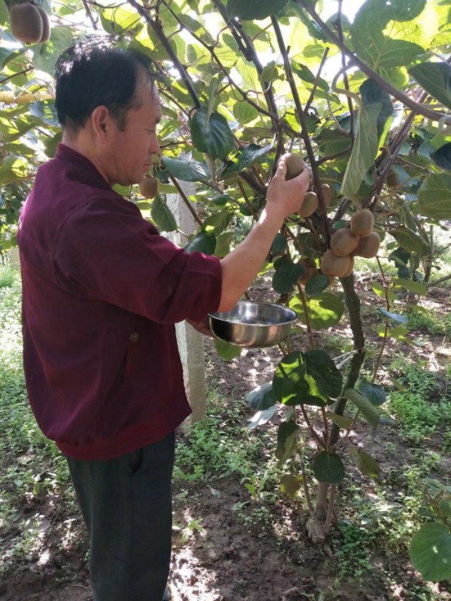 陕西秦岭的毛桃,秦岭毛毛桃在哪里