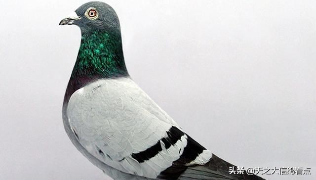 赛鸽鸽子打虫药有哪些,赛鸽鸽子羽毛有虫怎么治