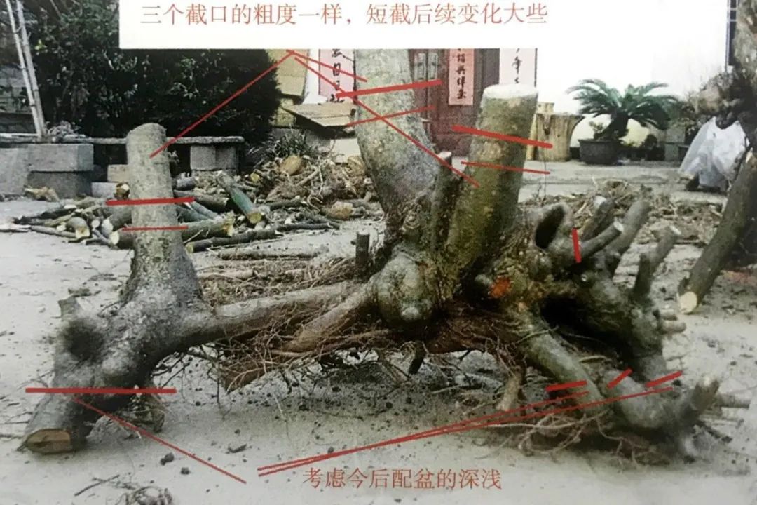 榆树盆景用的榆树是什么品种,小榆树盆景设计100种形态