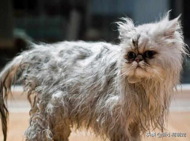 刚把猫带回家被母猫抱在怀里,刚把猫抱回家害怕躺在桌子底下