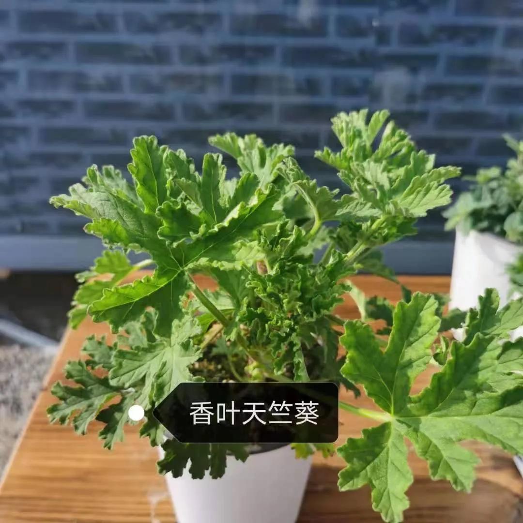 观花草本植物推荐,最具观赏性的观叶植物