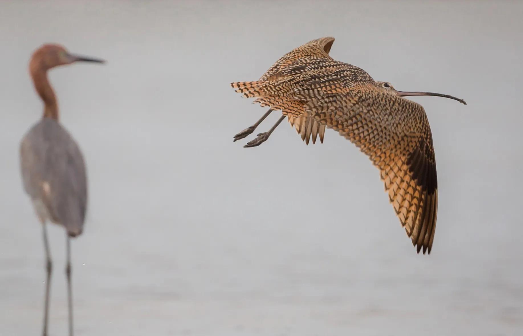 广东常见鸟类图谱图文,广东常见鸟类图谱