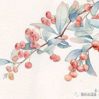 最优质的北美冬青,北美冬青性价比高的