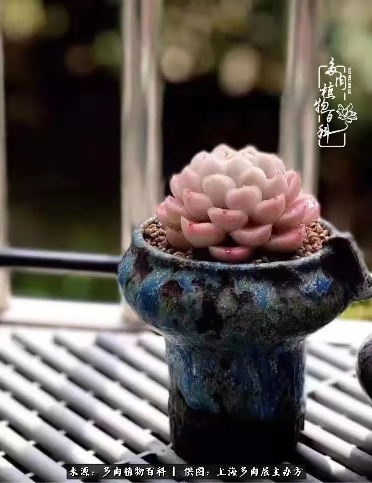 2023多肉展会直播,2023上海多肉植物展