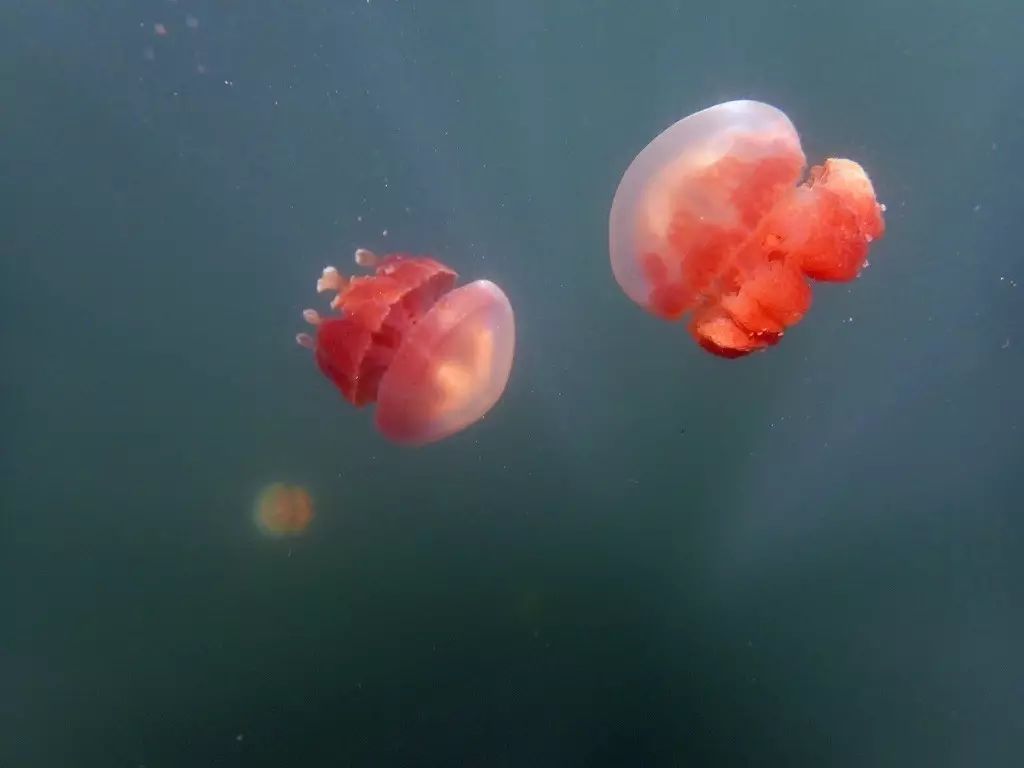 帕劳归来不看海谁说的,帕劳归来不看海
