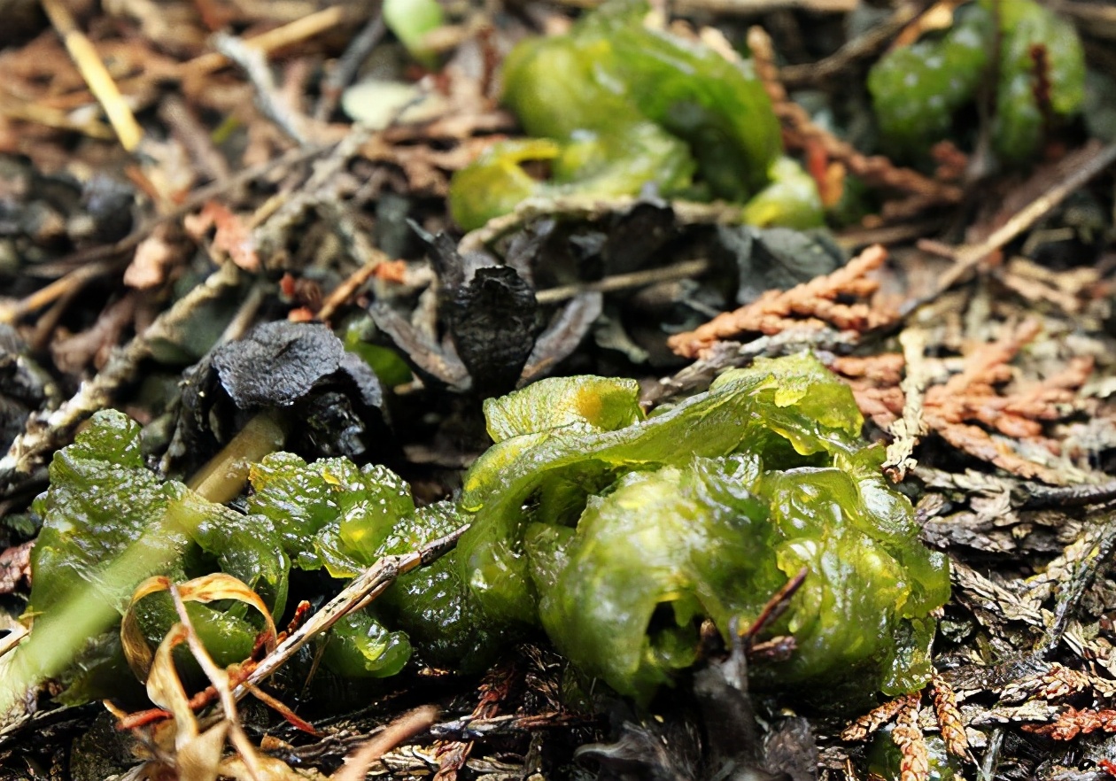 生长在地上的木耳,长在泥土上的木耳