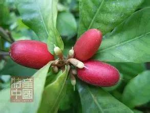 世界稀奇水果品种大全,世界热带奇特水果品种介绍