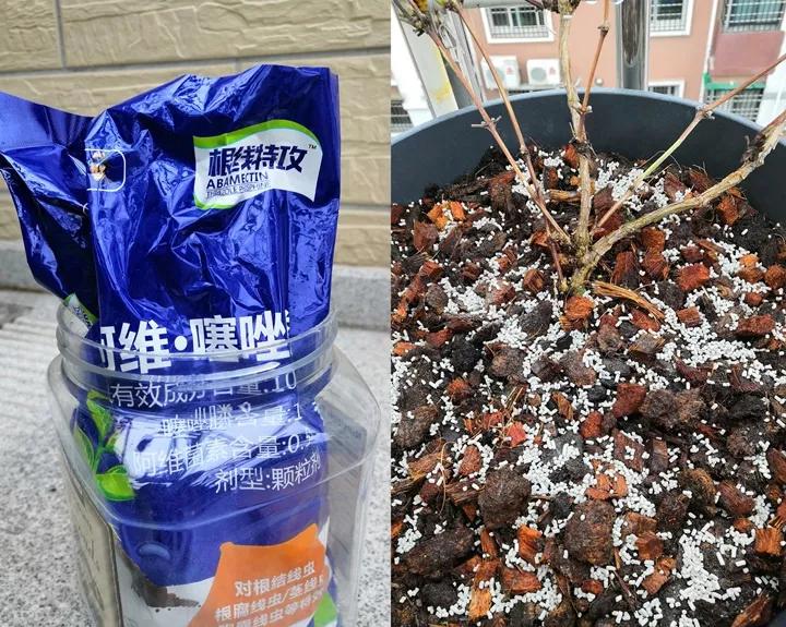 发现植物有烂根如何处理,发现植物有病害什么时候去治