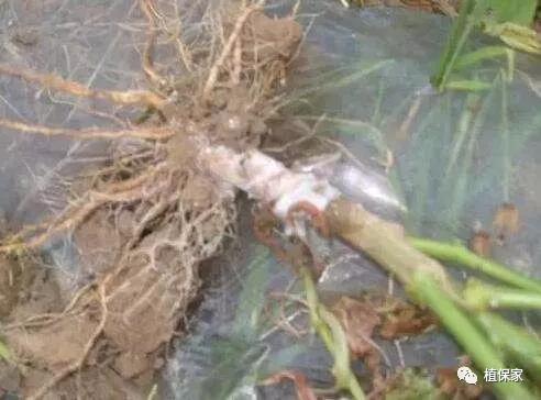 治疗根腐病用什么药,桃树根腐病的治疗方法