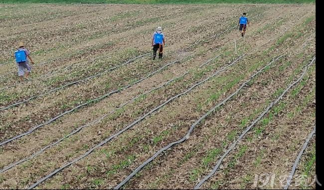 河南适合种植高产玉米,玉米高产高效种植技术
