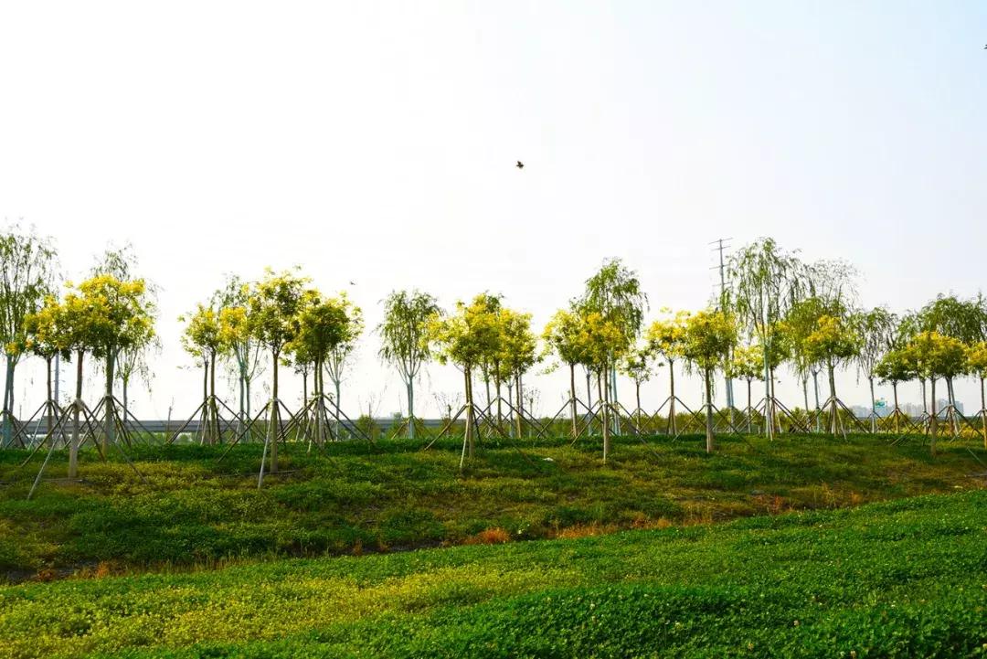 七彩花田向日葵视频,新向日葵花海视频
