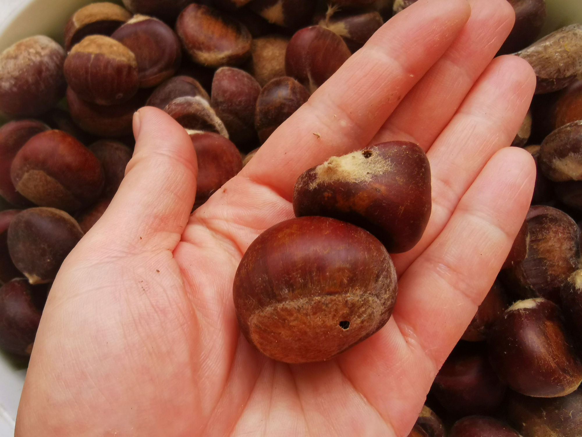 板栗怎么炒好吃板栗去壳妙招,生板栗快速去壳