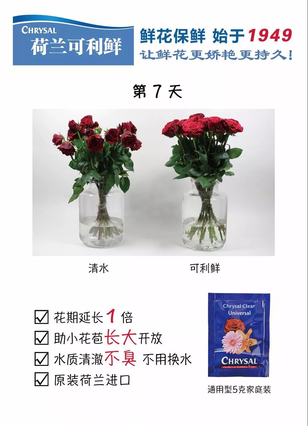 玫瑰养护教程文字,玫瑰养护技巧与方法