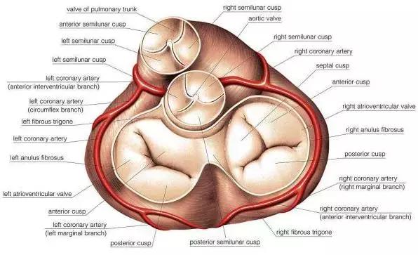 心脏使用说明及保养,心脏用药记忆口诀