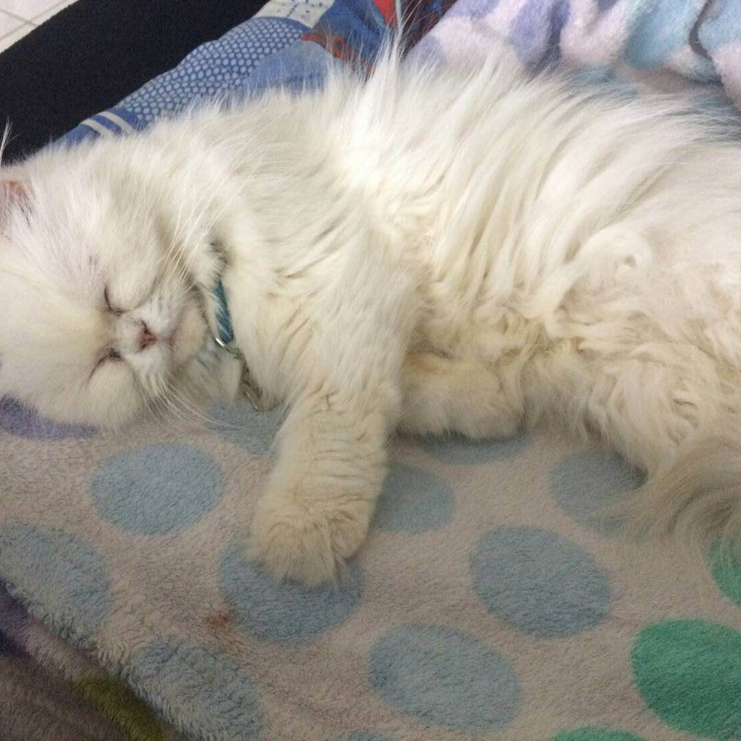 一岁多的猫得了猫瘟能治好吗,一岁的猫猫瘟可以治好么