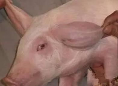 猪耳廓增厚或肿胀是什么引起的？该从哪方面防控和治疗？