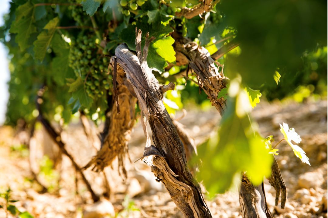 宁夏长和翡翠酒庄有限公司,贺兰山东麓长和翡翠酒庄