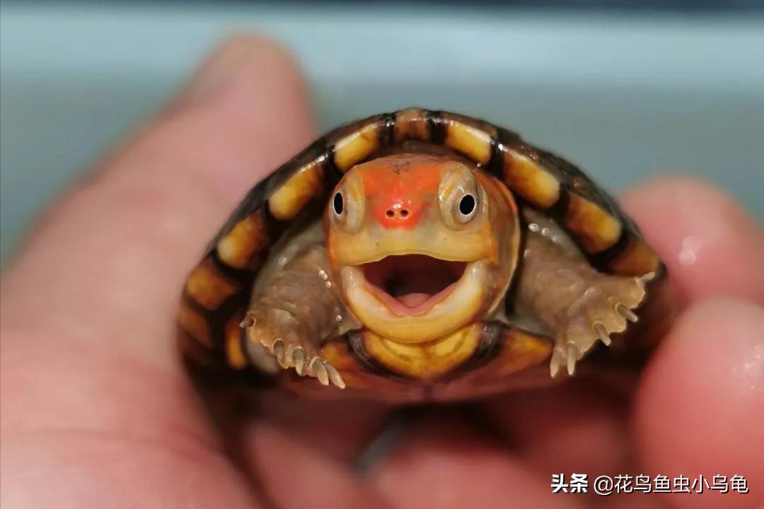 最容易养的乌龟是哪种乌龟,最容易养的乌龟是哪种品种