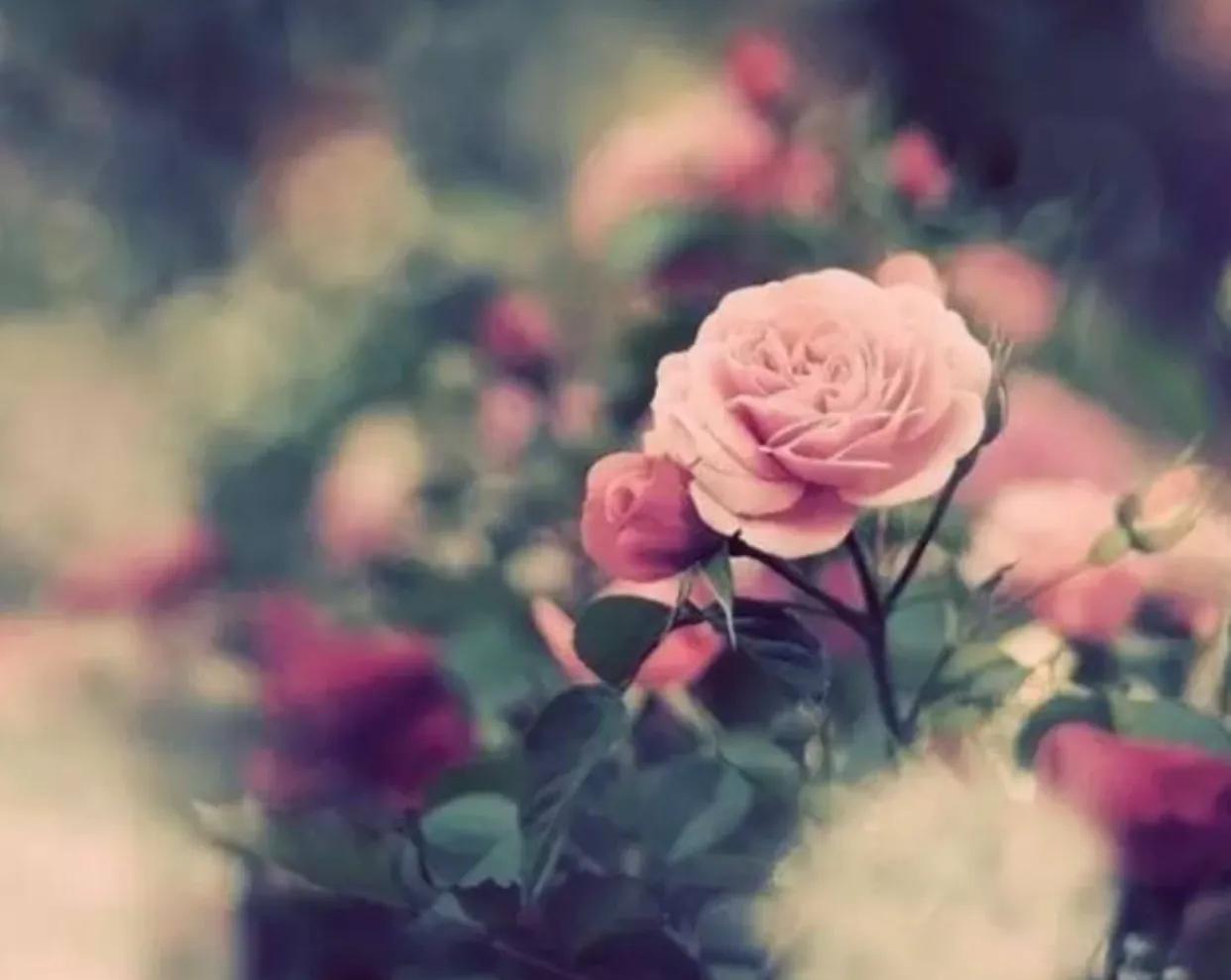 为什么觉得自己的腋臭好闻,腋臭是一种香吗