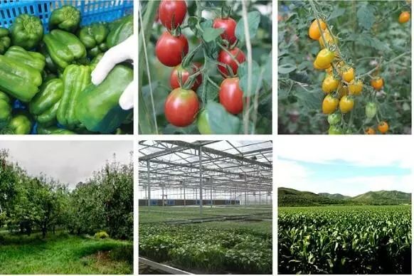 万达农业投资,万达布局新农业