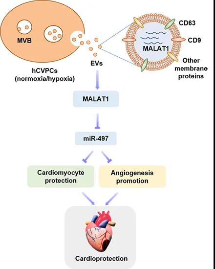 一代重生｜心梗难控制？干细胞疗法治疗心梗、心血管病不在话下
