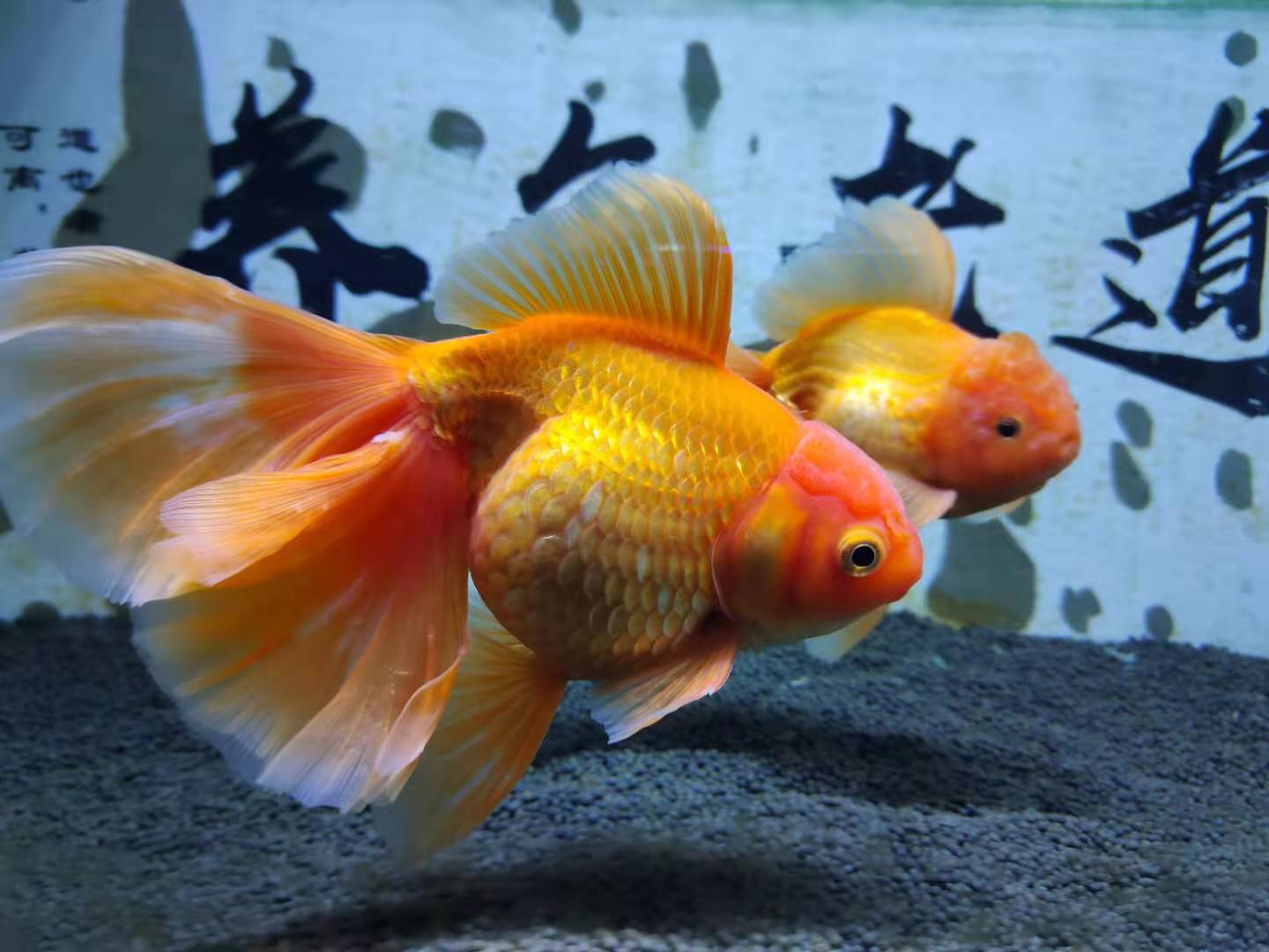 观赏鱼入缸第三天换水调整状态,观赏鱼一换水就不趴缸