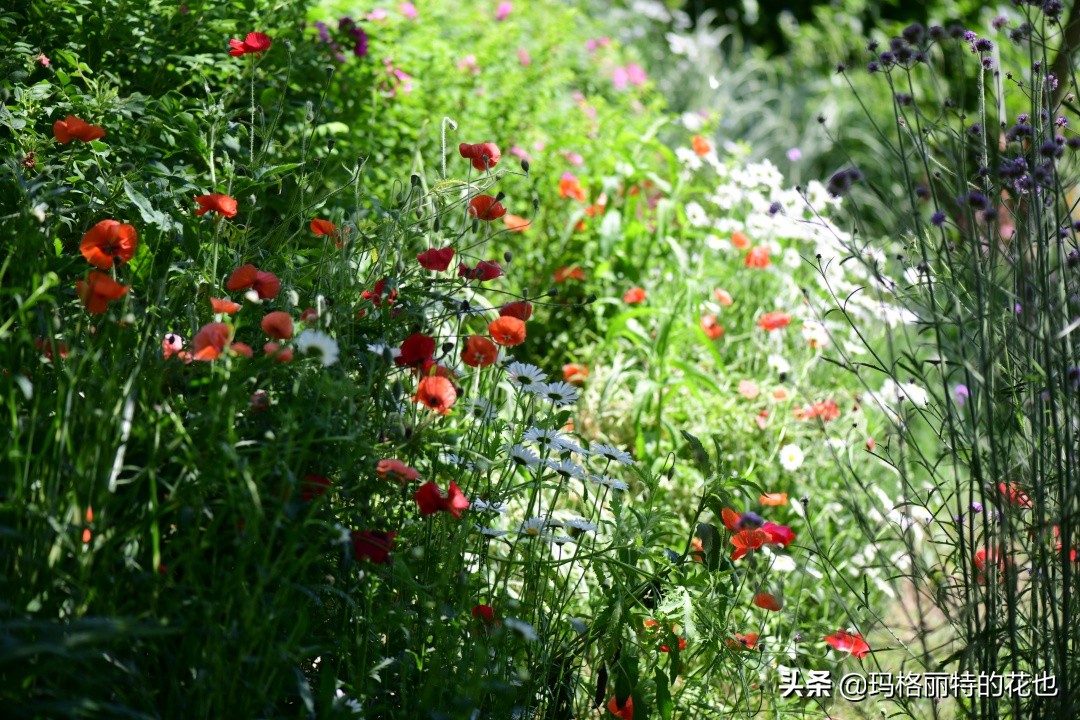 徒长花草怎样处理,徒长的树木怎么处理