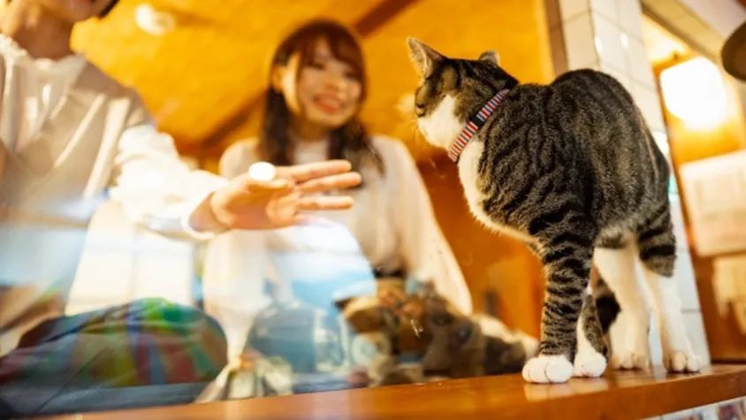 猫咖是不是会收留真猫咪打工,猫咪去猫咖打工是真的吗