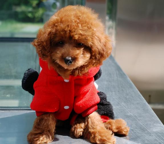 饲养泰迪犬的正确方法,室内饲养泰迪犬应该注意的问题