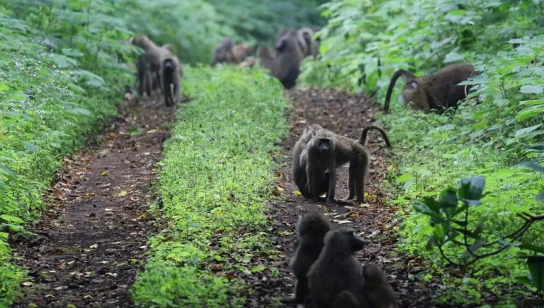 世间稀有的白色长颈鹿母子，在非洲被残忍猎杀，发现时只剩骨骼