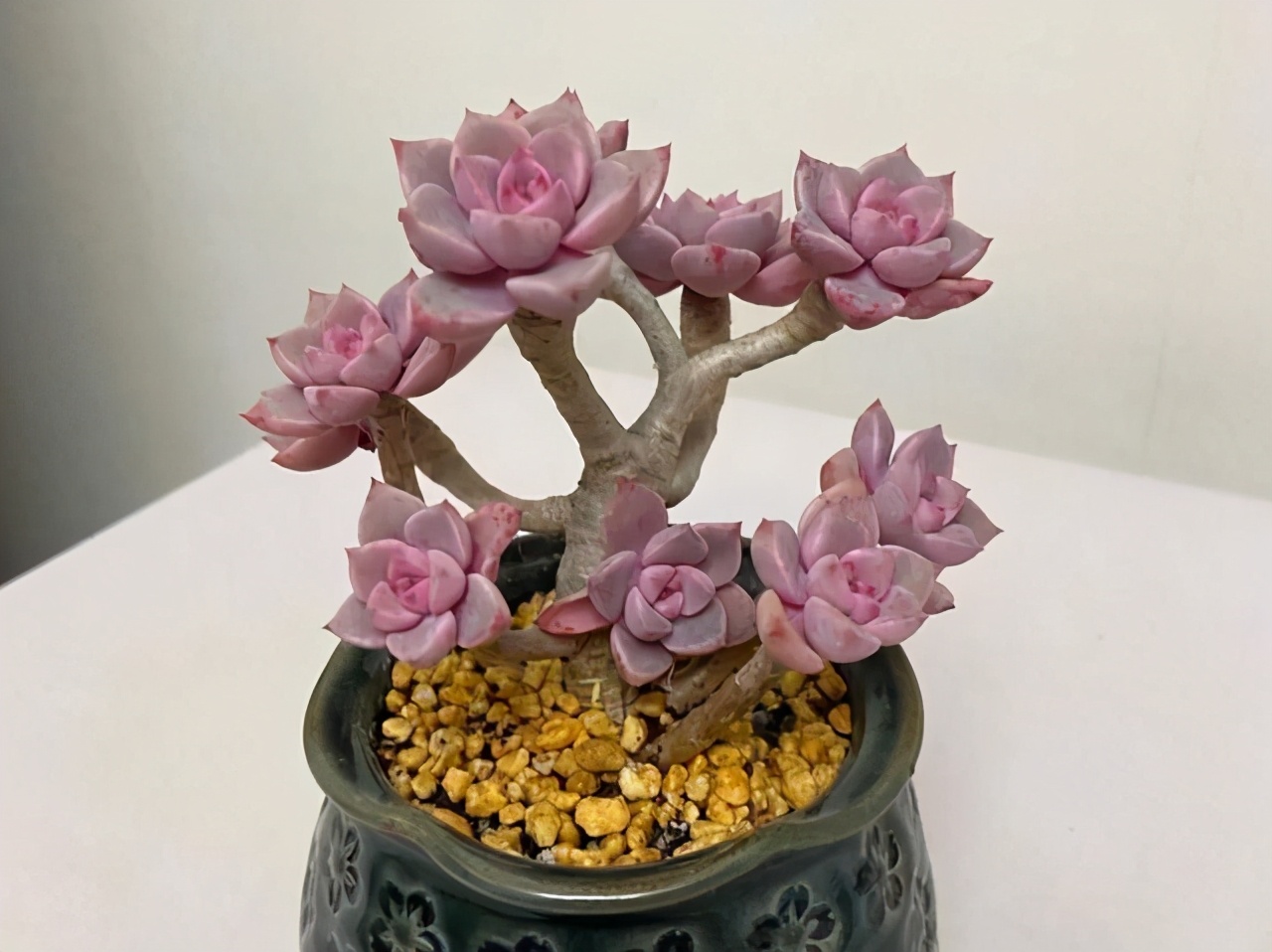 多肉叶片的灰尘怎样处理,怎么清理多肉灰尘视频讲解