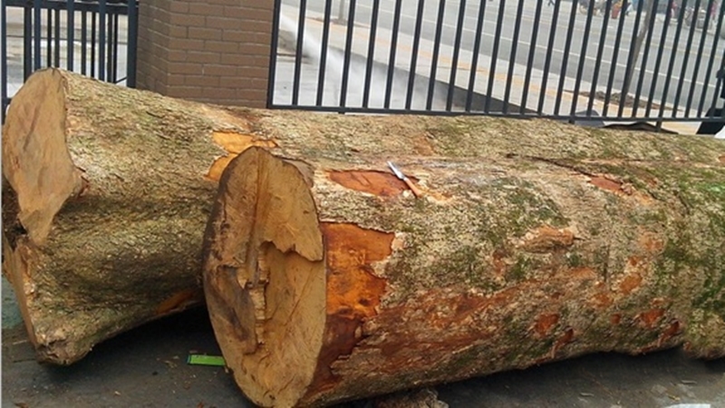 慈禧金丝楠木棺材内部图片,慈禧的棺材是金丝楠木