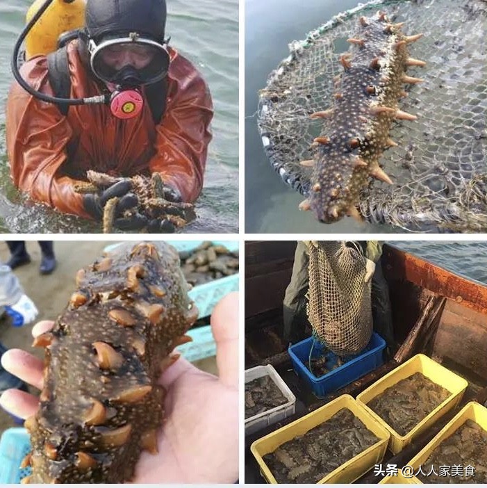 便宜海参造假全过程,买到劣质海参怎么办