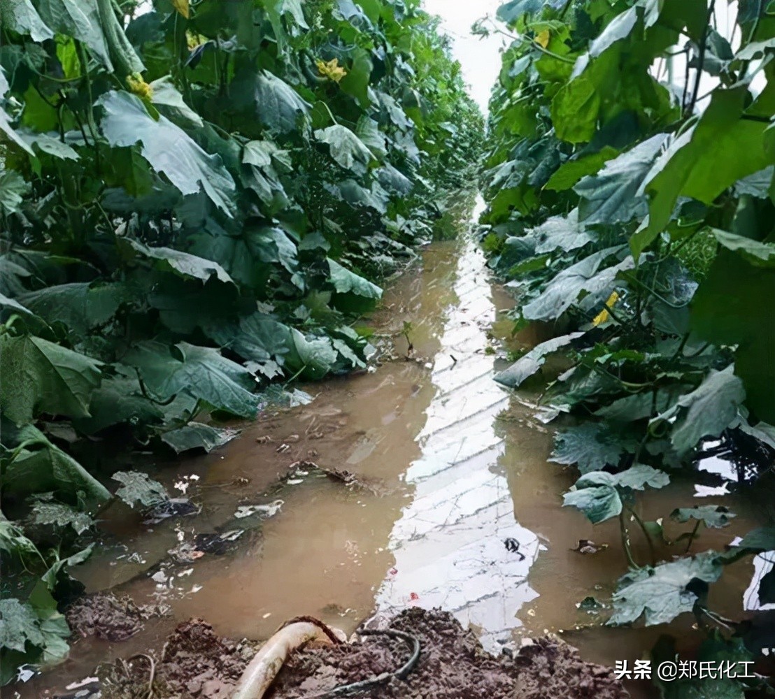 连阴雨天气过后大棚怎么管理,阴雨天大棚苗子管理方法