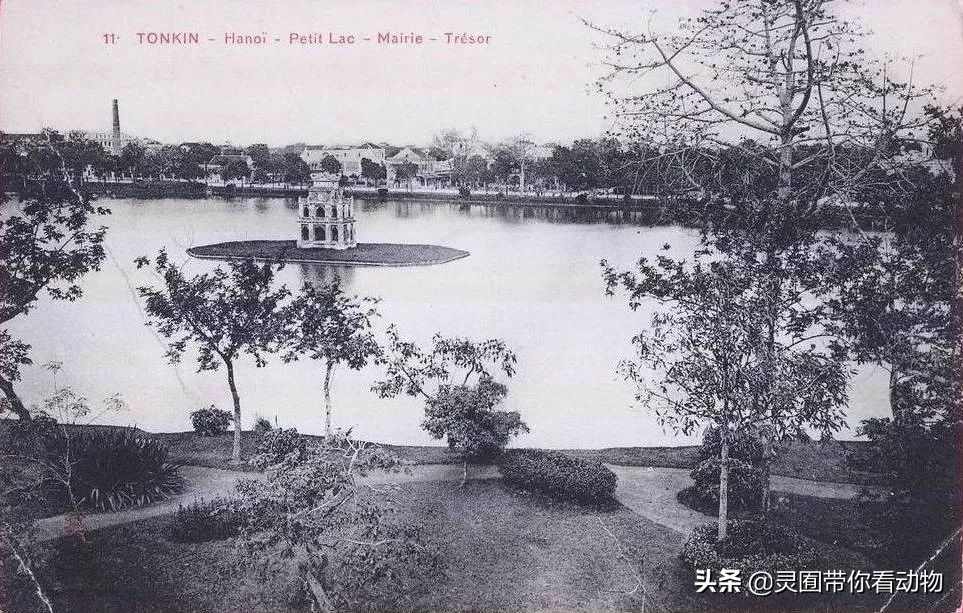 斑鳖即将灭绝人工克隆,全球仅剩3只斑鳖