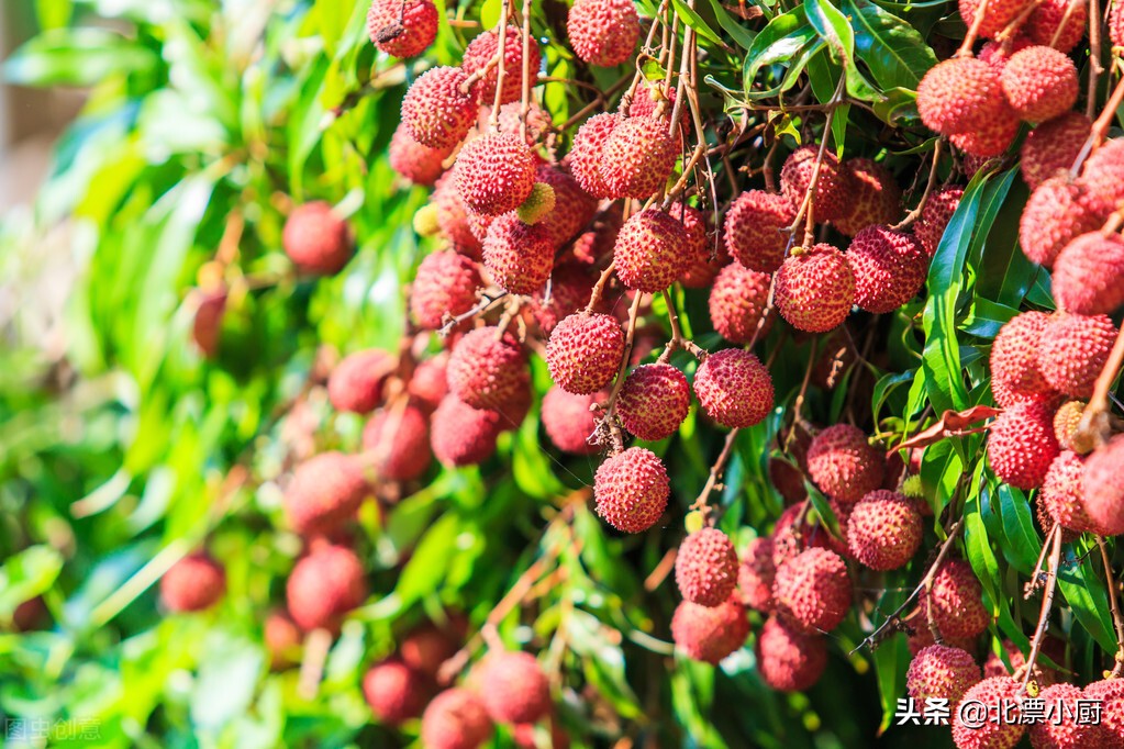 八种当季水果别错过,6月份要吃的四种水果