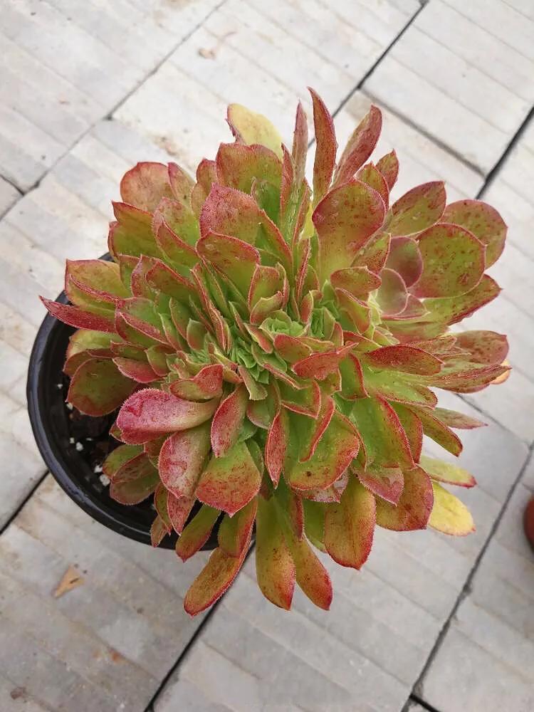 多肉法师韶羞现在能摘心吗,多肉法师欧紫跟韶羞的对比图