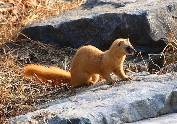 黄鼠狼老是偷鸡科学处理办法,黄鼠狼老是来偷鸡怎么回事
