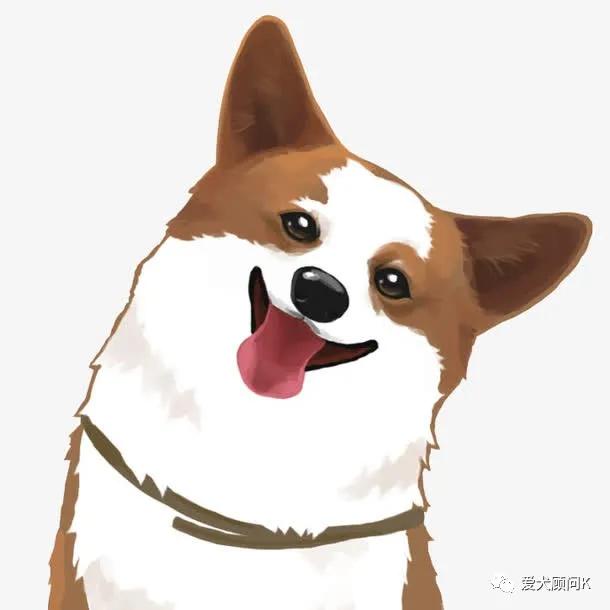 狗狗太胆小甚至怕主人,打了狗狗一次狗狗怕主人怎么办