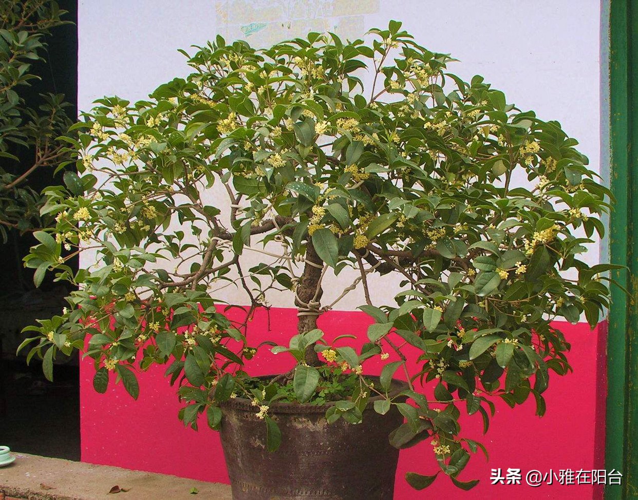 老桩造型桂花盆栽怎么养,盆栽桂花怎么养才能爆盆